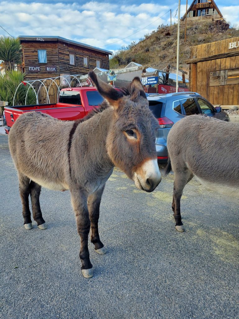 Oatman - Tour Las Vegas - 8